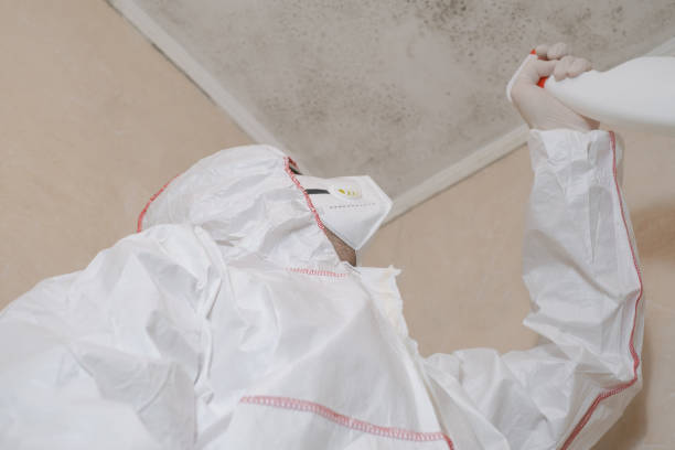 Best Insurance-Related Mold Remediation in Hephzibah, GA