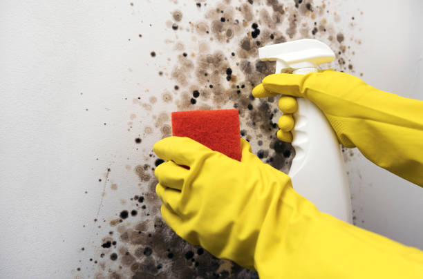 Best Commercial Mold Remediation in Hephzibah, GA