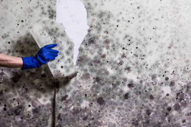 Best Emergency Mold Remediation in Hephzibah, GA